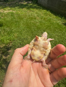 Albino T+ Florida Red Bellied Turtle 2024