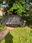Burmese Black Mountain Tortoise Female