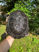 Burmese Black Mountain Tortoise Female