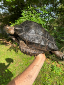 Burmese Black Mountain Tortoise Female