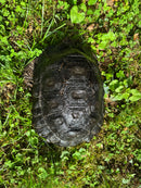 Burmese Black Mountain Tortoise Female