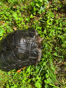 Burmese Black Mountain Tortoise Female