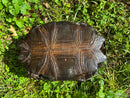 Burmese Black Mountain Tortoise Female