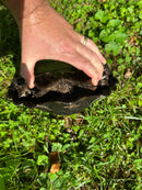 Burmese Black Mountain Tortoise Female