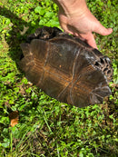 Burmese Black Mountain Tortoise Female