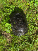 Burmese Black Mountain Tortoise Female