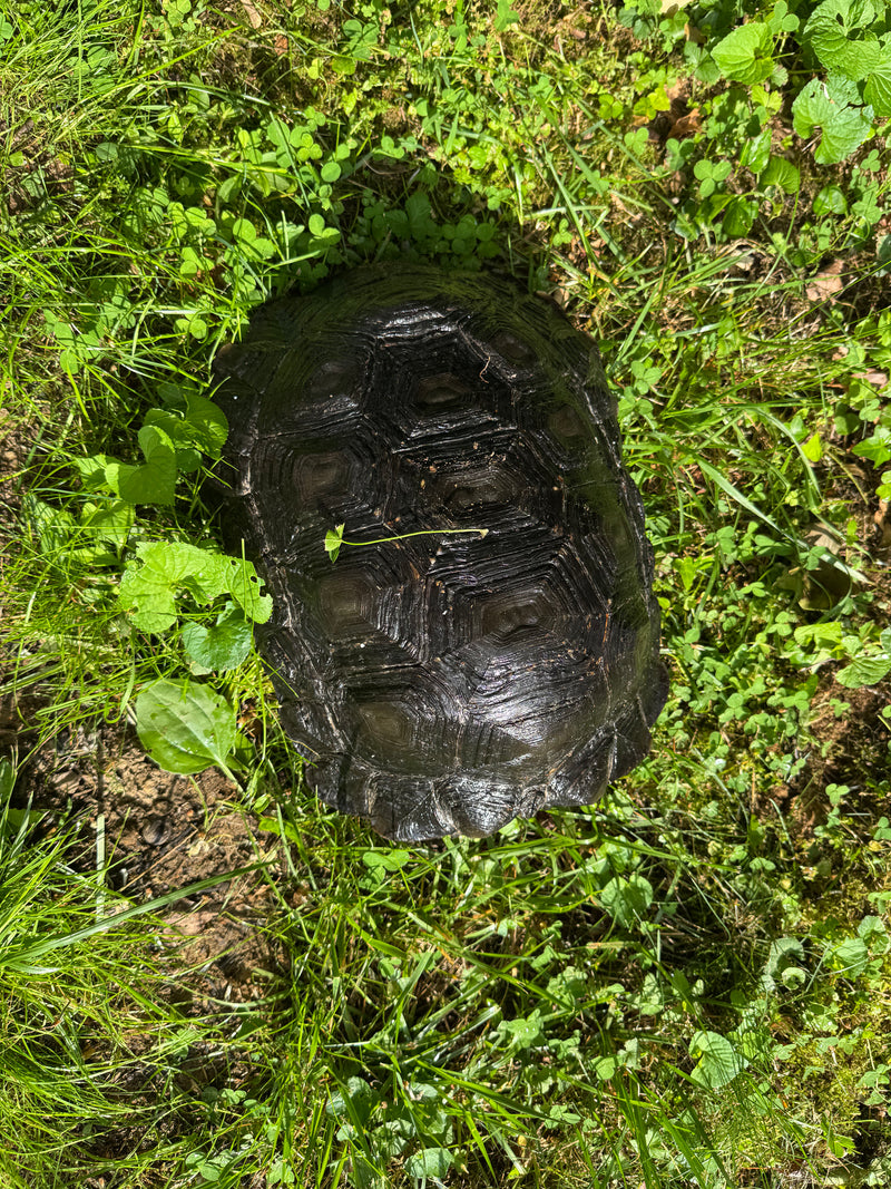 Burmese Black Mountain Tortoise Female