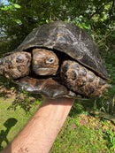 Burmese Black Mountain Tortoise Female