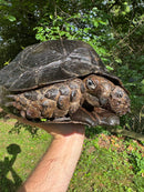 Burmese Black Mountain Tortoise Female
