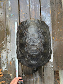 Burmese Black Mountain Tortoise Female
