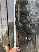 Burmese Black Mountain Tortoise Female