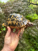 Libyan Greek Tortoise Adult Male