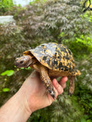Libyan Greek Tortoise Adult Male