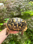 Libyan Greek Tortoise Adult Male
