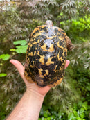 Libyan Greek Tortoise Adult Male
