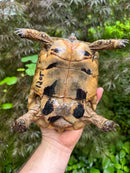 Libyan Greek Tortoise Adult Male