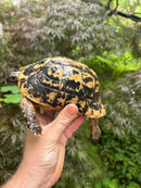 Libyan Greek Tortoise Adult Male