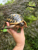 Libyan Greek Tortoise Adult Male