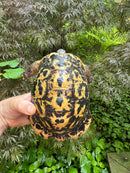 Libyan Greek Tortoise Adult Male