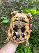 Libyan Greek Tortoise Adult Male