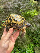 Libyan Greek Tortoise Adult Male