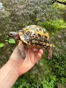 Libyan Greek Tortoise Adult Male