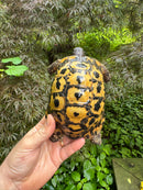 Libyan Greek Tortoise Adult Male