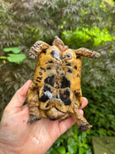 Libyan Greek Tortoise Adult Male