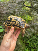 Libyan Greek Tortoise Adult Male