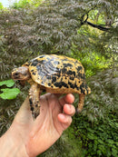 Libyan Greek Tortoise Adult Male