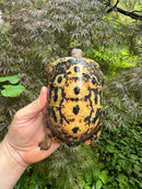 Libyan Greek Tortoise Adult Male