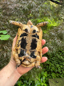 Libyan Greek Tortoise Adult Male