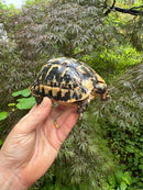 Libyan Greek Tortoise Adult Male