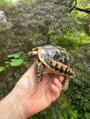 Libyan Greek Tortoise Adult Male
