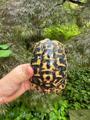 Libyan Greek Tortoise Adult Male