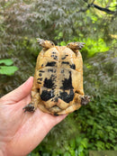 Libyan Greek Tortoise Adult Male