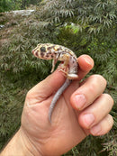 Frog Eyed Gecko Adults (Teratoscincus scincus)