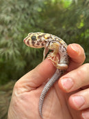 Frog Eyed Gecko Adults (Teratoscincus scincus)