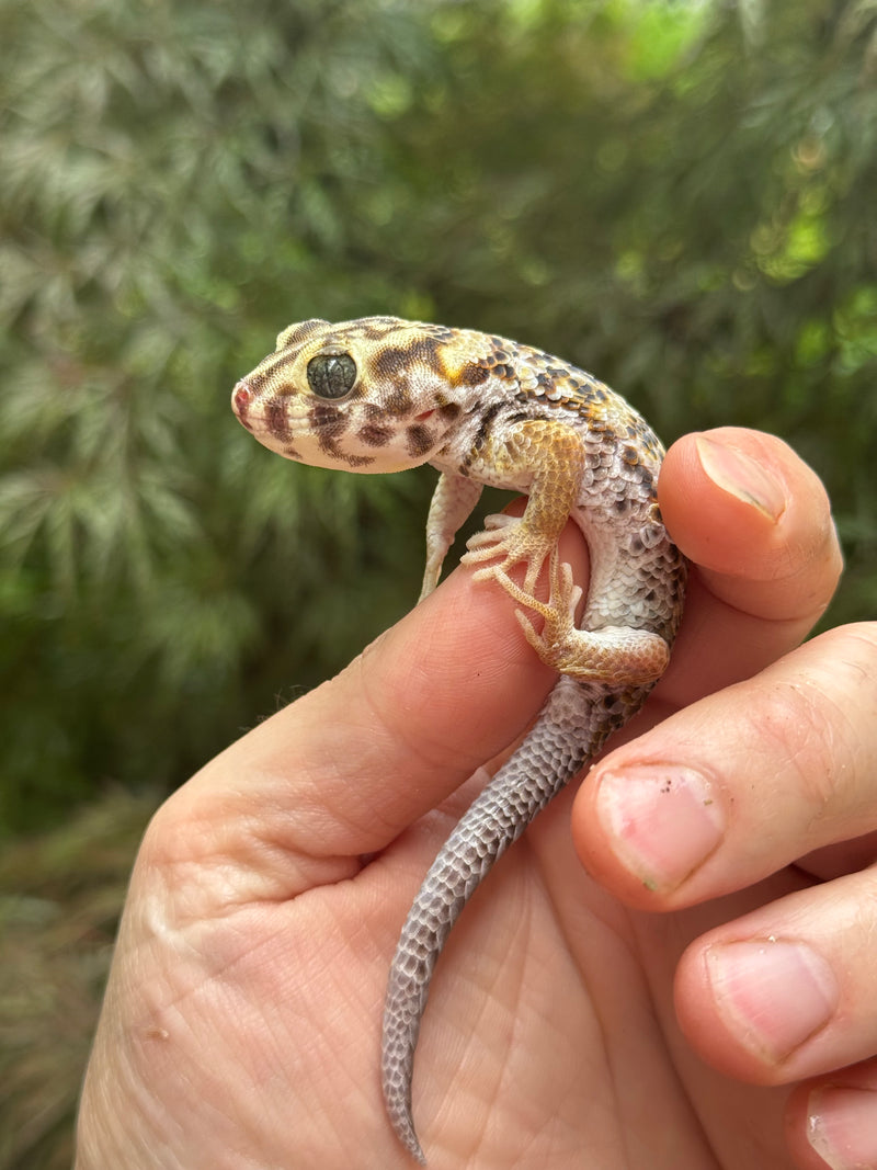 Frog Eyed Gecko Adults (Teratoscincus scincus)