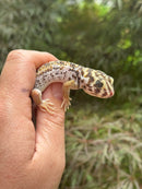 Frog Eyed Gecko Adults (Teratoscincus scincus)
