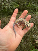 Frog Eyed Gecko Adults (Teratoscincus scincus)