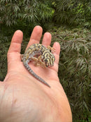 Frog Eyed Gecko Adults (Teratoscincus scincus)
