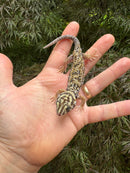 Frog Eyed Gecko Adults (Teratoscincus scincus)