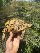 Libyan Greek Tortoise Adult Female