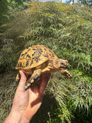 Libyan Greek Tortoise Adult Female