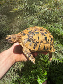 Libyan Greek Tortoise Adult Female