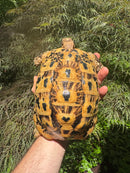 Libyan Greek Tortoise Adult Female