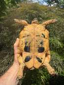 Libyan Greek Tortoise Adult Female