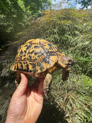 Libyan Greek Tortoise Adult Female