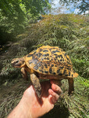 Libyan Greek Tortoise Adult Female